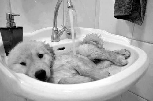 chien-laver-lavabo